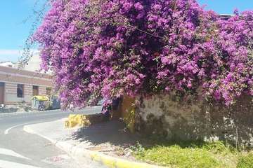 La tertulia La Buganvilla se queda sin sombra